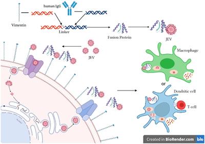 A fusion protein of vimentin with Fc fragment inhibits Japanese encephalitis virus replication